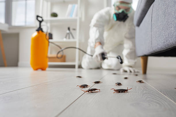 Commercial Rodent Management in Kings Park